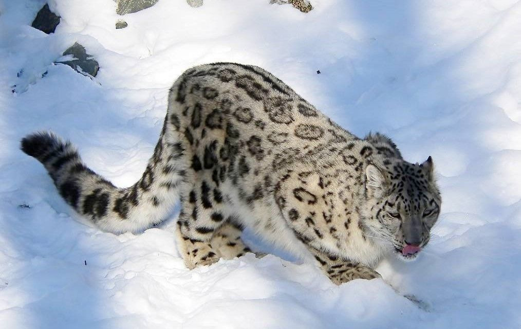 Монгол Улс Олон улсын цоохор ирвэсийн холбоонд гишүүнээр элсэнэ